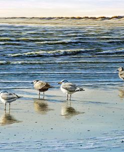 Cape May Herring Gulls