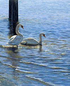 Glistening Water Swans