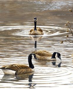 North Carolina Geese