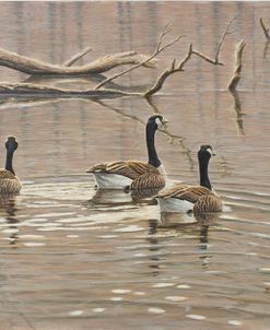 Early Spring Geese Trio