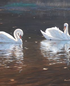 Illustrious Swans