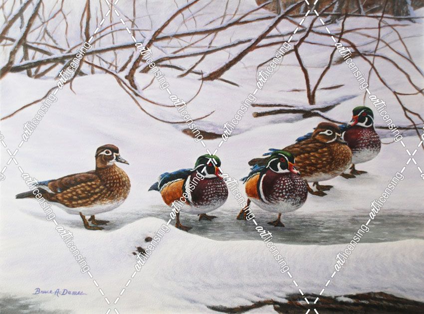 Winter Wood Ducks