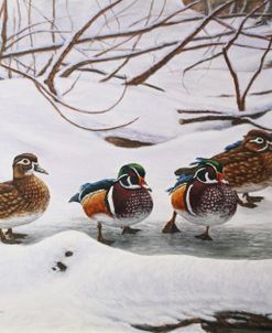 Winter Wood Ducks