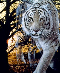 White Tiger