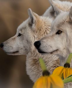 Three Wolves