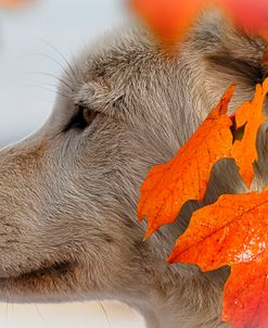 Wolf Profile Autumn Leaves