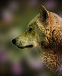 Wolf Profile HL2