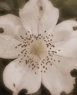 CoSepia31
