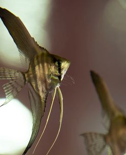 Angel Fish III