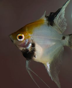 Angel Fish I