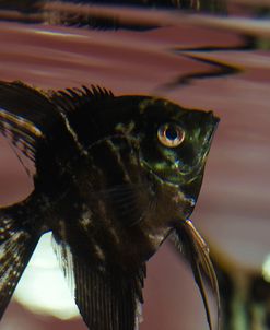 Angel Fish II