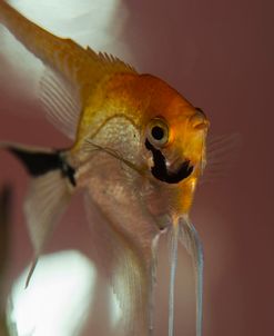 Angel Fish VIII