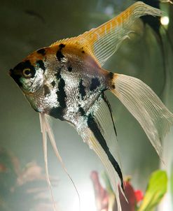 Angel Fish XIII