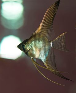 Angel Fish XI