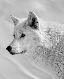 White Wolf BW