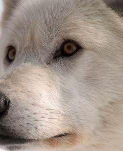 White Wolf Color