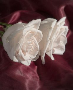 Rose_1194