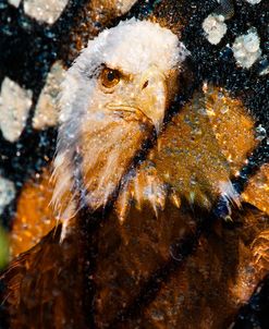 American Bald Eagle I