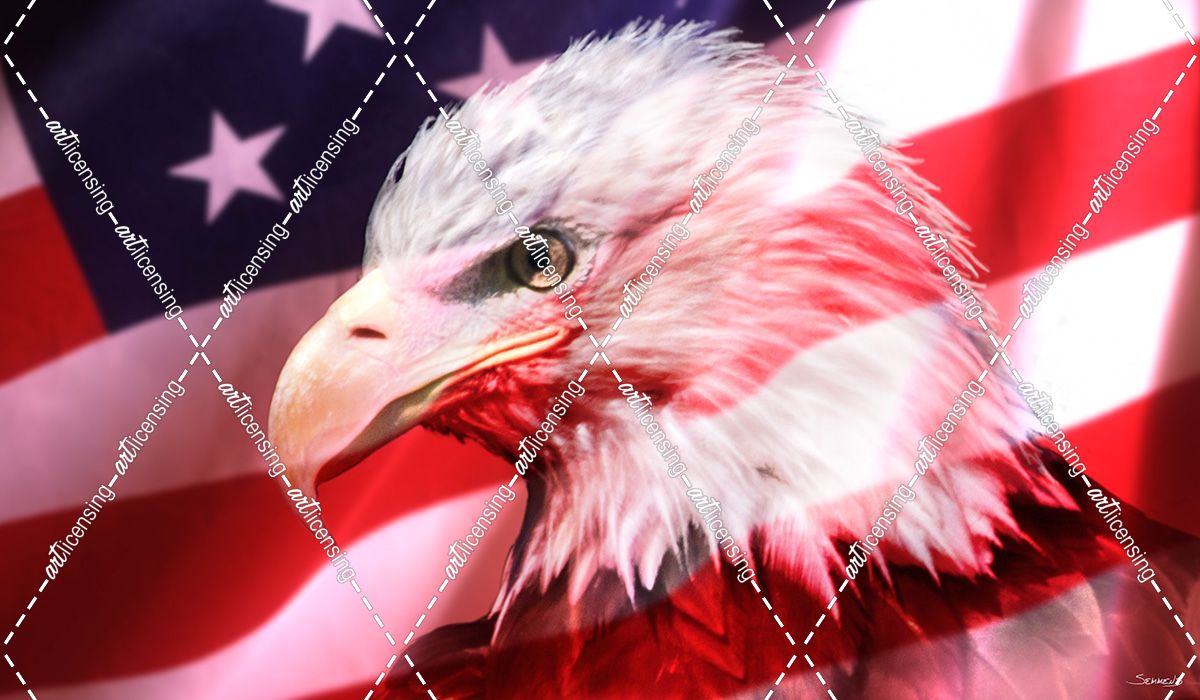 American Bald Eagle II