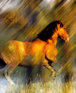 Wild Horses in the Badlands II