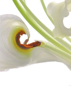 Oriental Lily _13571