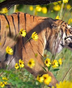 Bengal Sun