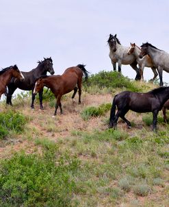 Mustangs of the Badlands-1399