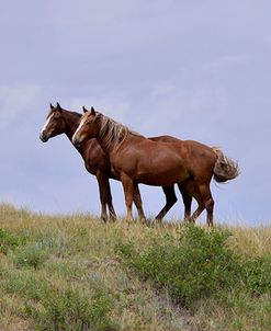 Mustangs of the Badlands-1402