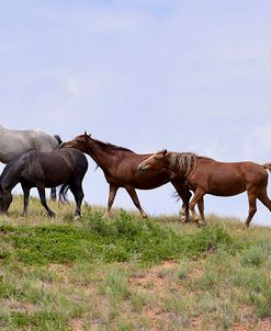 Mustangs of the Badlands-1405