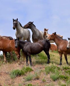 Mustangs of the Badlands-1421