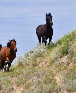 Mustangs of the Badlands-1469