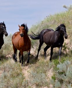 Mustangs of the Badlands-1471