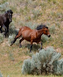 Mustangs of the Badlands-1474