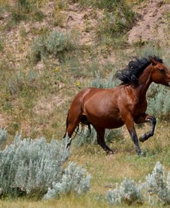 Mustangs of the Badlands-1475