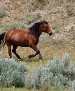 Mustangs of the Badlands-1476