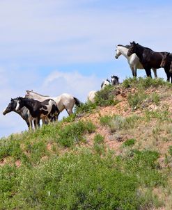 Mustangs of the Badlands-1501