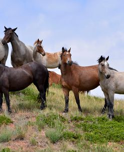 Mustangs of the Badlands-1435