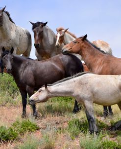 Mustangs of the Badlands-1440