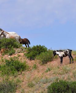 Mustangs of the Badlands-1455