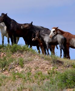 Mustangs of the Badlands-1458