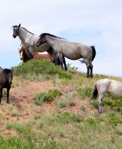 Mustangs of the Badlands-1543