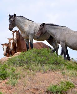 Mustangs of the Badlands-1551