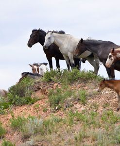 Mustangs of the Badlands-1561