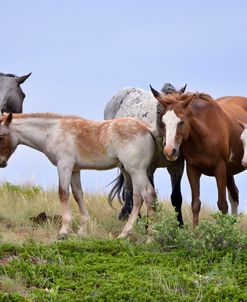 Mustangs of the Badlands-1582