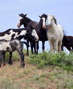 Mustangs of the Badlands-1588