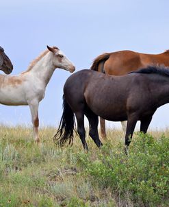 Mustangs of the Badlands-1597