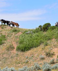 Mustangs of the Badlands-1503