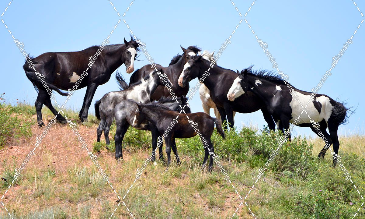 Mustangs of the Badlands-1524