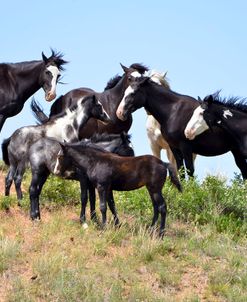 Mustangs of the Badlands-1524