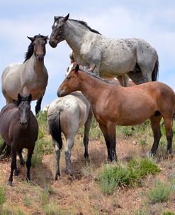 Mustangs of the Badlands-1529